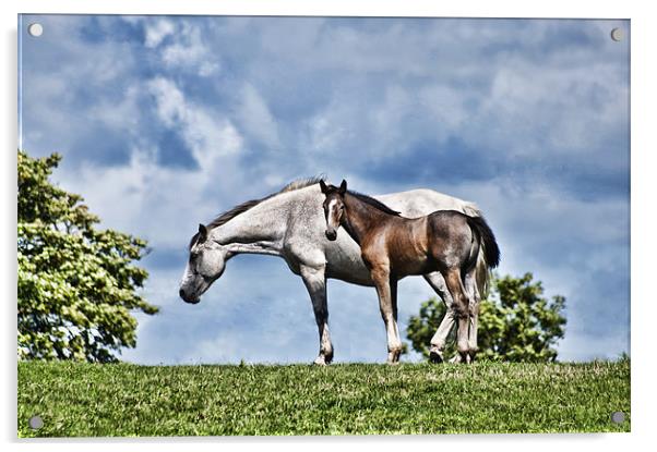 Mare and Foal Acrylic by Steve Purnell