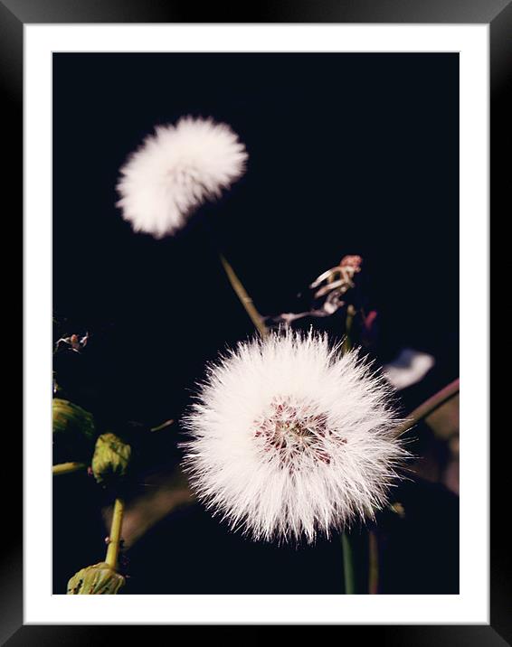 Dandelion Framed Mounted Print by Andrew Bailey