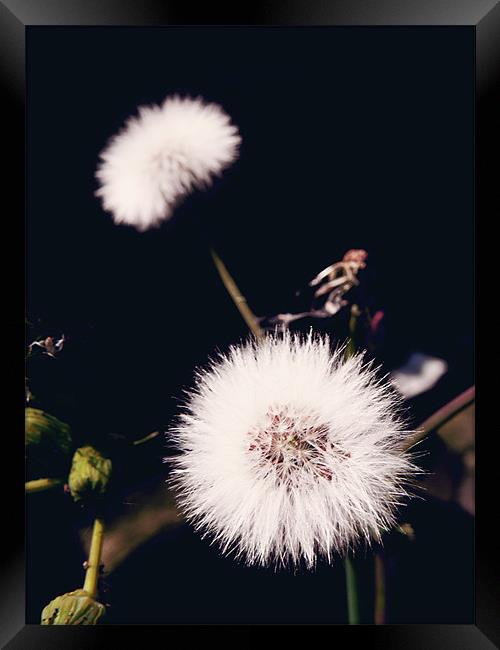 Dandelion Framed Print by Andrew Bailey