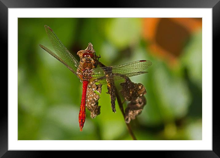 Ruddy Darter Dragonfly Framed Mounted Print by Bill Simpson