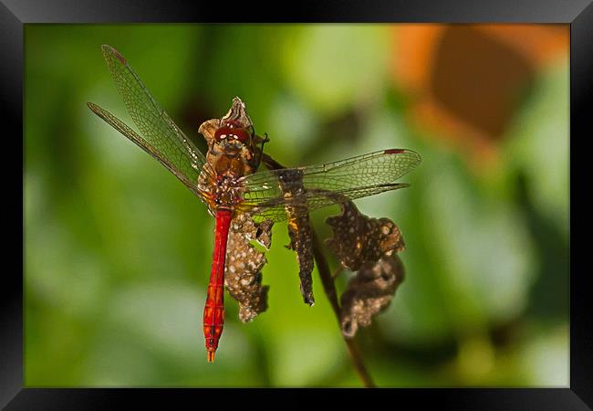 Ruddy Darter Dragonfly Framed Print by Bill Simpson