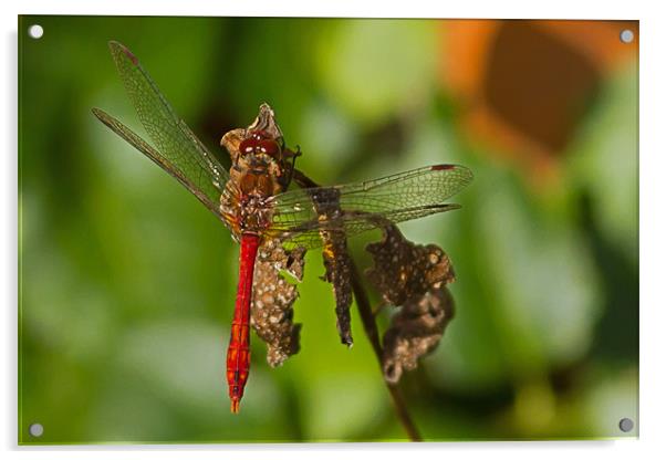 Ruddy Darter Dragonfly Acrylic by Bill Simpson