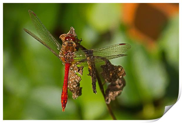 Ruddy Darter Dragonfly Print by Bill Simpson