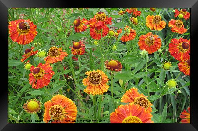 Bright orange flowers with honey bees Framed Print by DEE- Diana Cosford