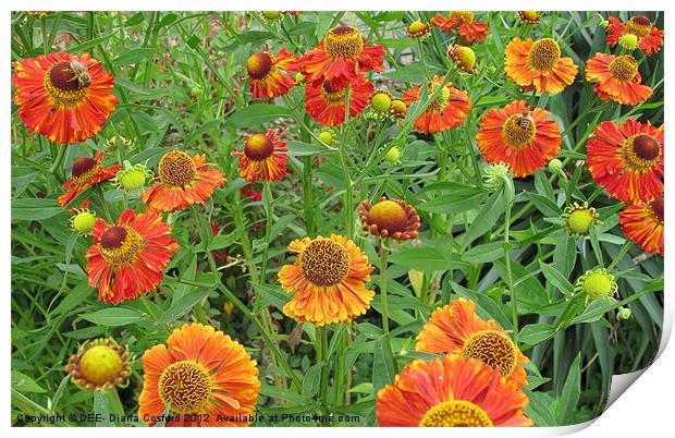 Bright orange flowers with honey bees Print by DEE- Diana Cosford