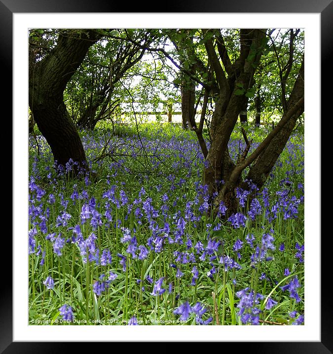 Bluebell Wood, Cranfield Framed Mounted Print by DEE- Diana Cosford