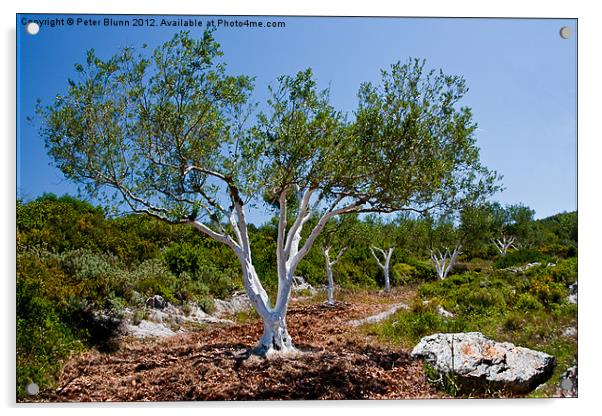 Young Olive Grove,Trunks painted White Acrylic by Peter Blunn