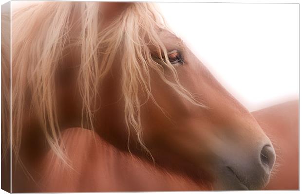 The Beauty of a Horse Canvas Print by Dawn Cox