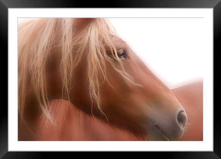 The Beauty of a Horse Framed Mounted Print by Dawn Cox