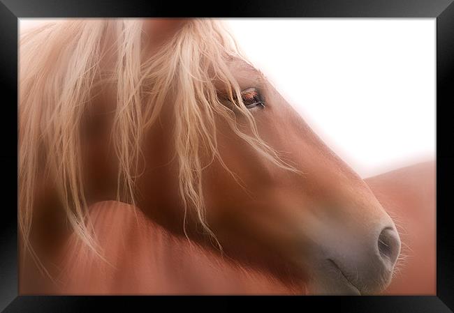 The Beauty of a Horse Framed Print by Dawn Cox