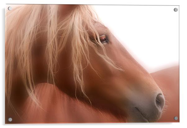The Beauty of a Horse Acrylic by Dawn Cox