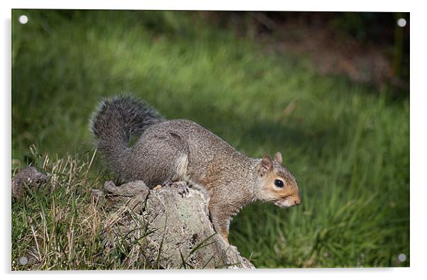 Squirrel Acrylic by Craig Mansell