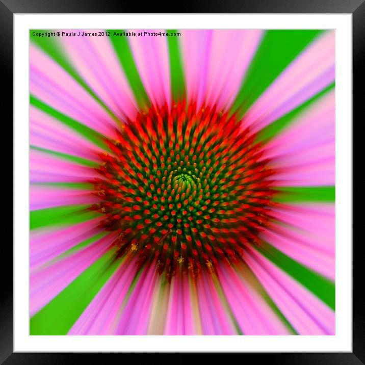 Cosmic Pink Flower Framed Mounted Print by Paula J James
