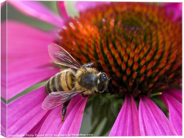 Bee On Echinacea Flower Canvas Print by Philip Pound