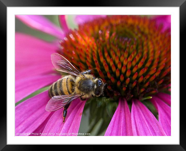 Bee On Echinacea Flower Framed Mounted Print by Philip Pound