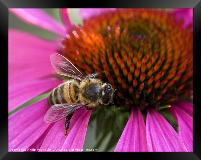 Bee On Echinacea Flower Framed Print by Philip Pound