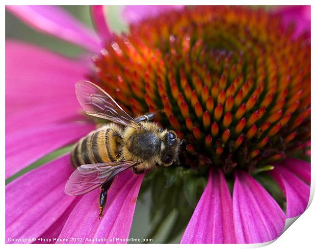 Bee On Echinacea Flower Print by Philip Pound