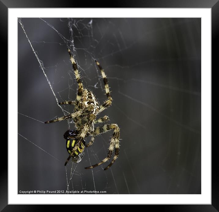 Spider & Hover Fly Framed Mounted Print by Philip Pound