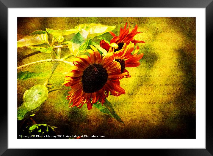 Sunflowers Lament Framed Mounted Print by Elaine Manley