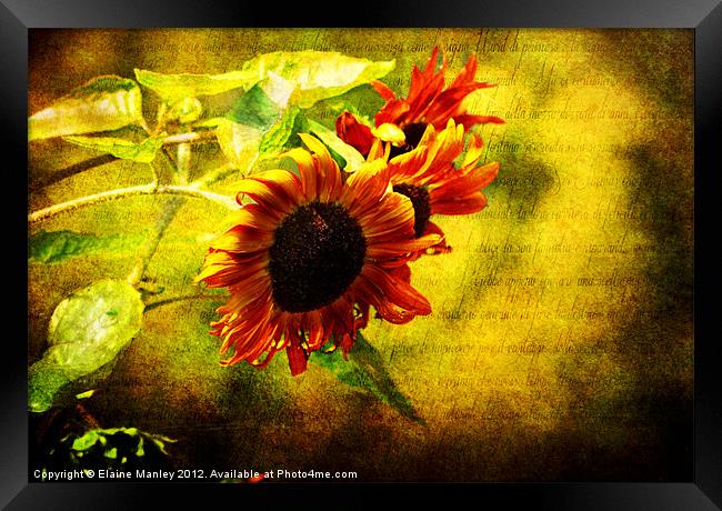 Sunflowers Lament Framed Print by Elaine Manley