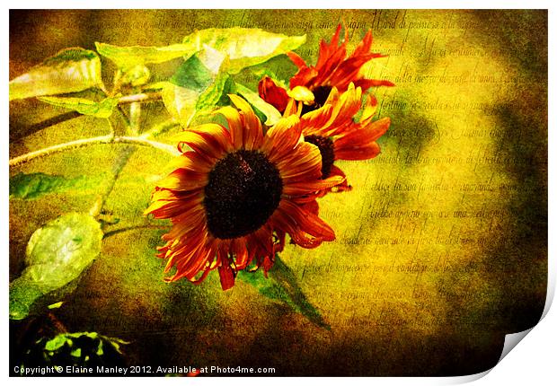 Sunflowers Lament Print by Elaine Manley