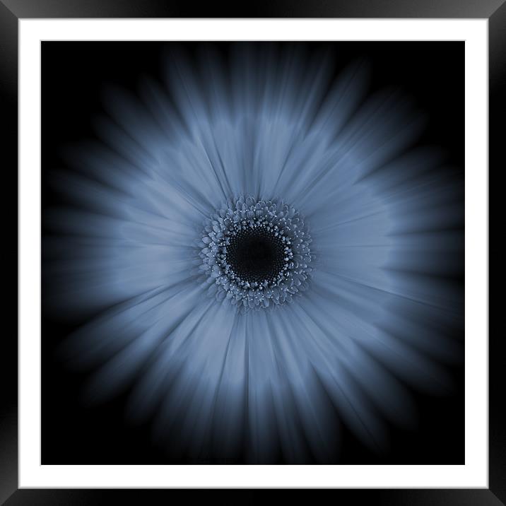 Gerbera on Black Framed Mounted Print by Zoe Ferrie