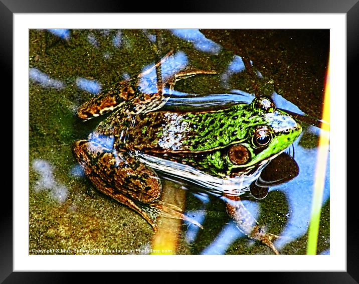 Young Bullfrog Framed Mounted Print by Mark Sellers