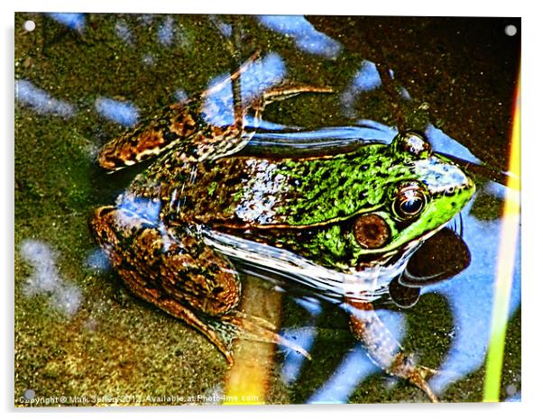 Young Bullfrog Acrylic by Mark Sellers