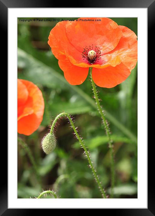 Vibrant Norfolk Poppies Framed Mounted Print by Digitalshot Photography