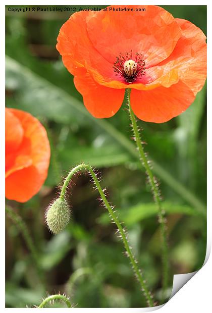 Vibrant Norfolk Poppies Print by Digitalshot Photography