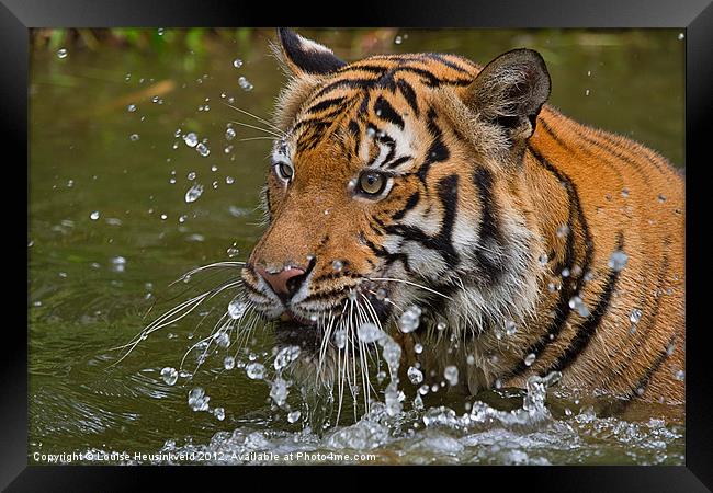 Sumatran tiger Framed Print by Louise Heusinkveld