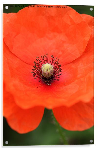 Vibrant Red Poppy Blooming in Norfolk Acrylic by Digitalshot Photography