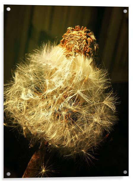 Gold Dandelion Acrylic by Andrew Bailey