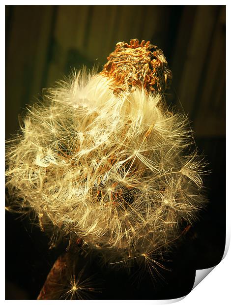 Gold Dandelion Print by Andrew Bailey