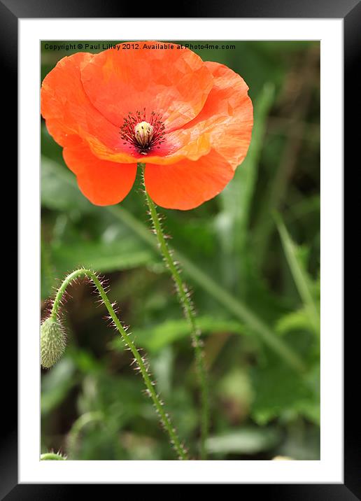 Stunning In Red Framed Mounted Print by Digitalshot Photography