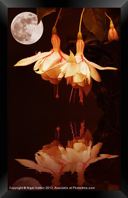 The Flower and the Moon Framed Print by Nigel Hatton