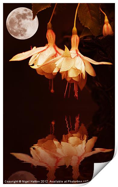 The Flower and the Moon Print by Nigel Hatton