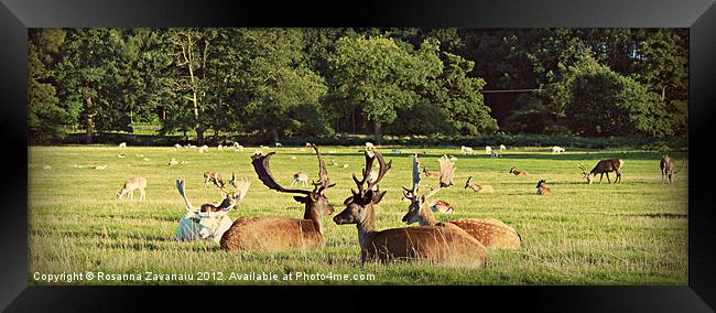 Resting Deers. Framed Print by Rosanna Zavanaiu