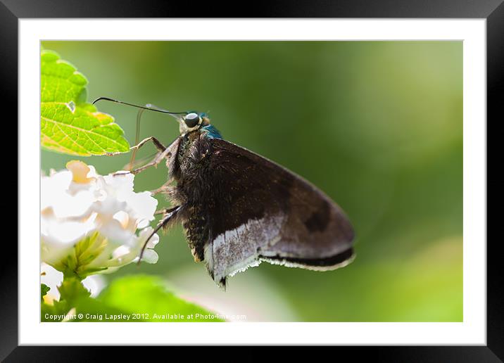 Blue Flasher butterfly Framed Mounted Print by Craig Lapsley
