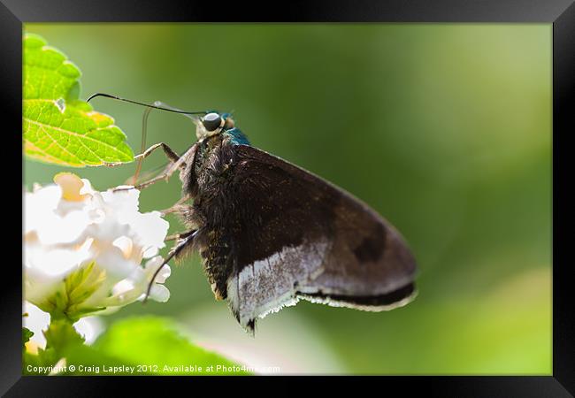 Blue Flasher butterfly Framed Print by Craig Lapsley