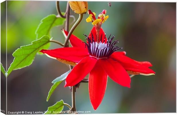 red passion flower Canvas Print by Craig Lapsley