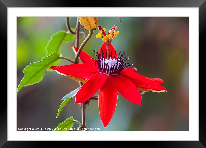 red passion flower Framed Mounted Print by Craig Lapsley