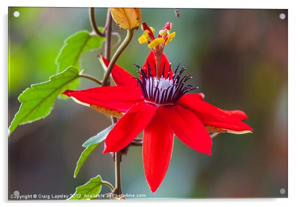 red passion flower Acrylic by Craig Lapsley
