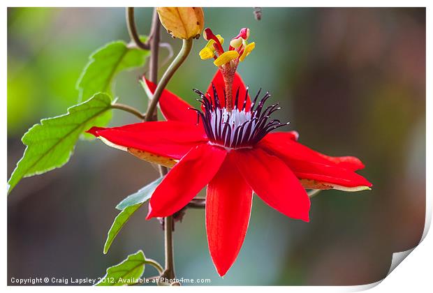 red passion flower Print by Craig Lapsley