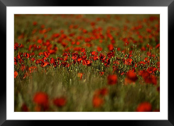 Poppy field Framed Mounted Print by Steve JamesSteveJ