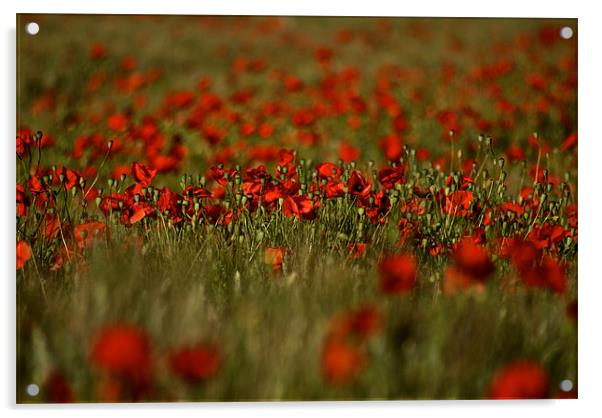 Poppy field Acrylic by Steve JamesSteveJ