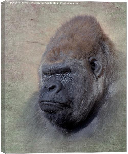 Western Lowland Gorilla Canvas Print by Betty LaRue