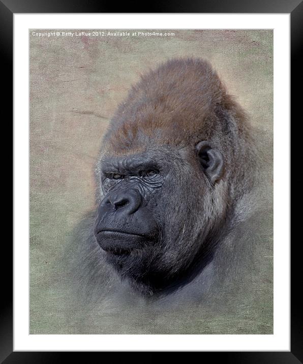 Western Lowland Gorilla Framed Mounted Print by Betty LaRue