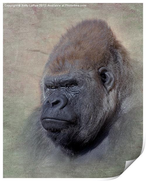 Western Lowland Gorilla Print by Betty LaRue
