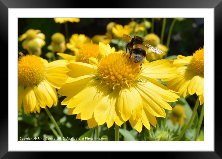 Buzzing around on yellow flowers Framed Mounted Print by Fine art by Rina